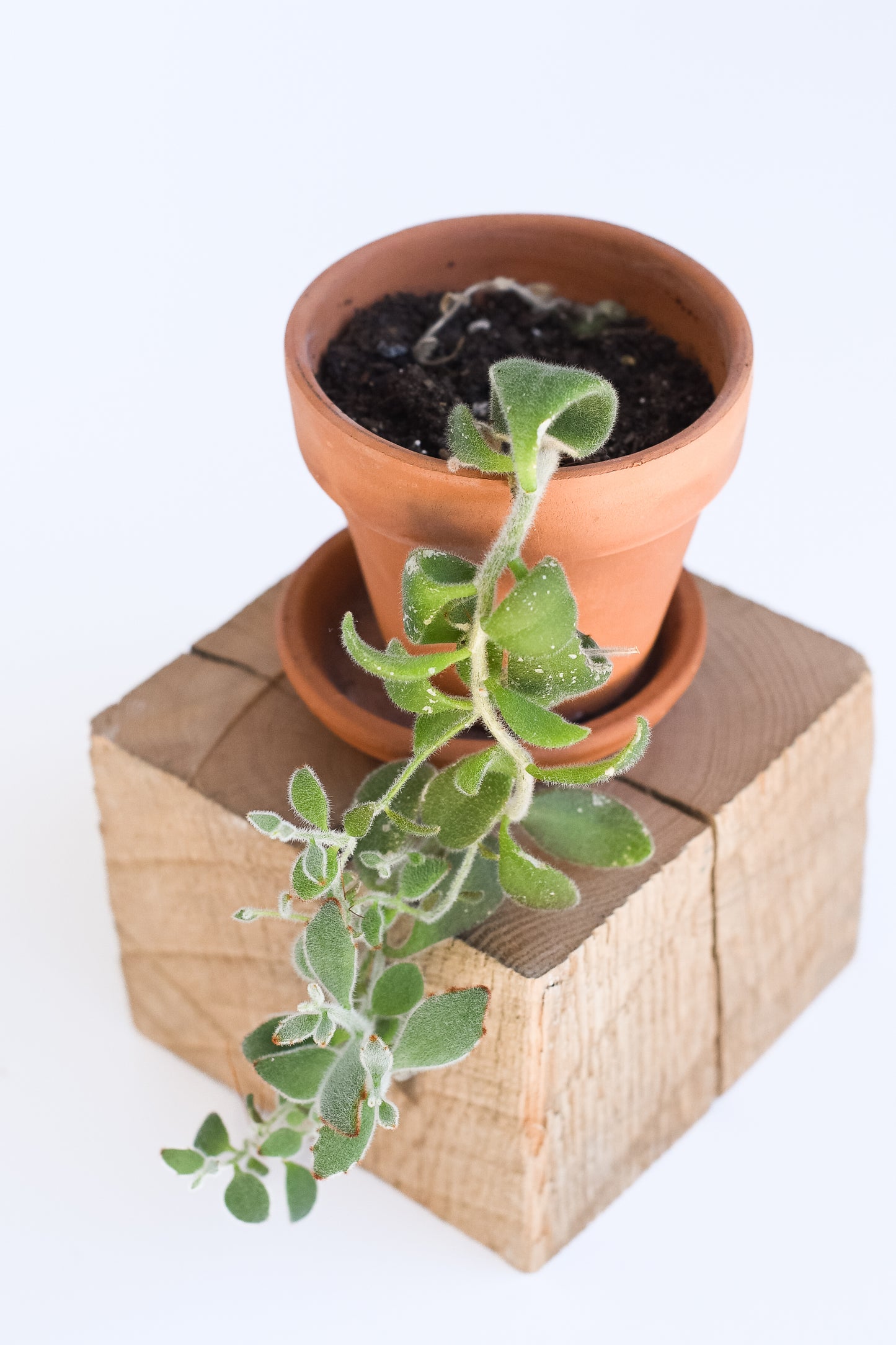 Antique Beam Cube